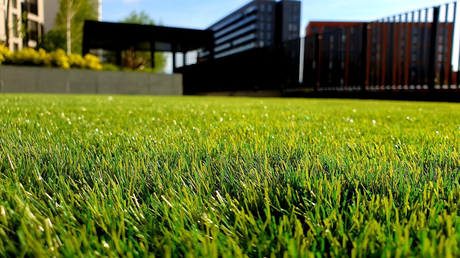 Close-up view of a lawn with lush green grass, ideal for residential applications. In the background, there are modern buildings and a black fence. The photo is taken from a low angle, emphasizing the texture of the grass and the vibrant, sunlit colors of the scene.