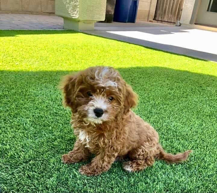 A small, curly-haired brown and white puppy sits on a lush green, pet-friendly turf. The puppy has a slightly tilted head, giving an adorable and curious expression. In the background, there's a patio area with part of a wall and doorway visible.