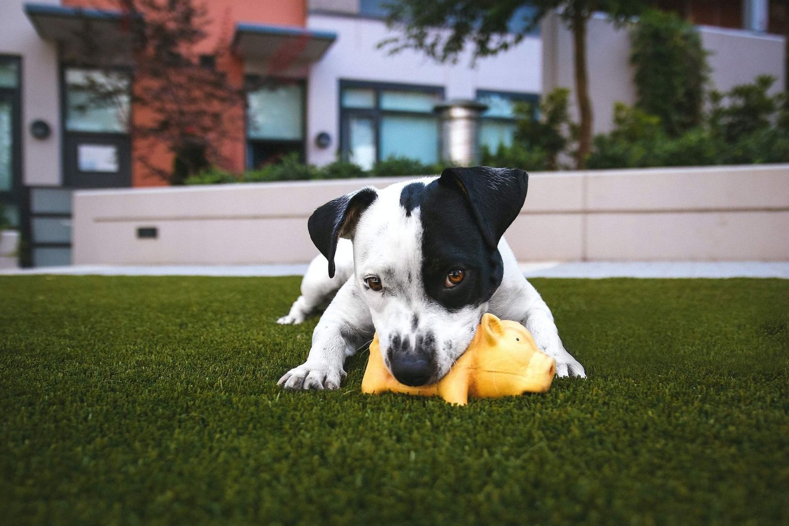 synthetic grass for dogs installed in Tampa, FL