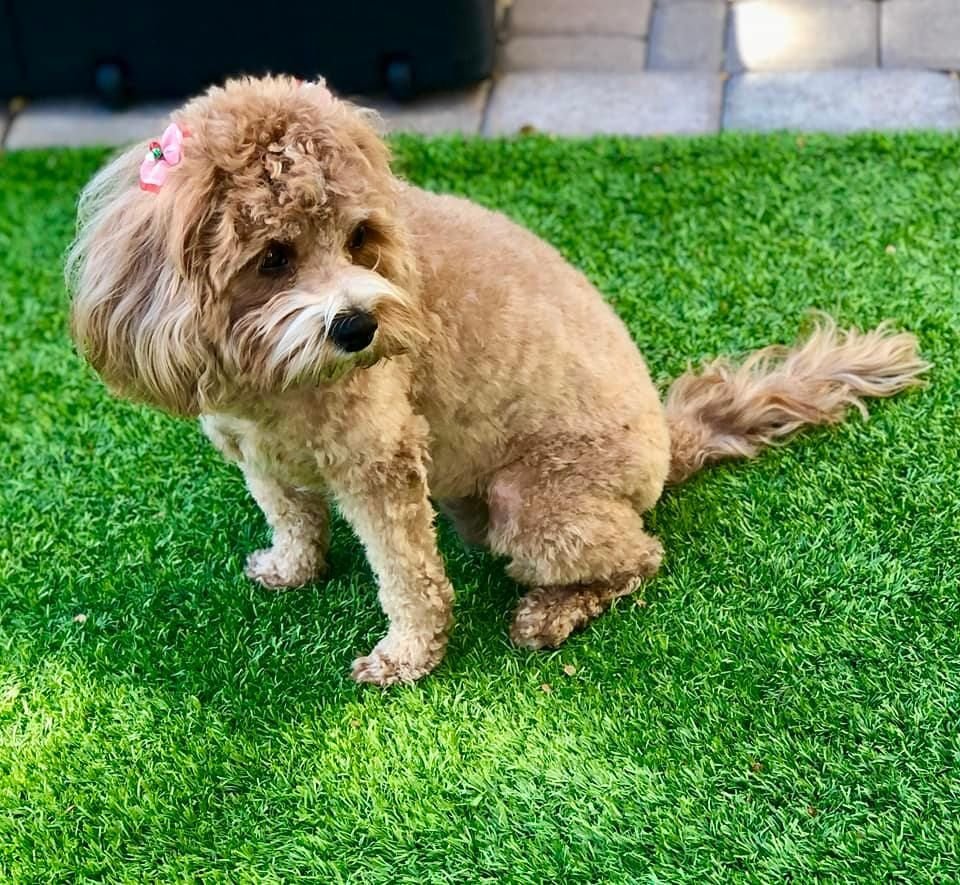 A small, curly-haired brown and white puppy sits on a lush green, pet-friendly turf. The puppy has a slightly tilted head, giving an adorable and curious expression. In the background, there's a patio area with part of a wall and doorway visible.